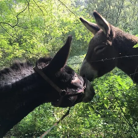 Le Gitanes De La Grotte Au Lion Feriehus *