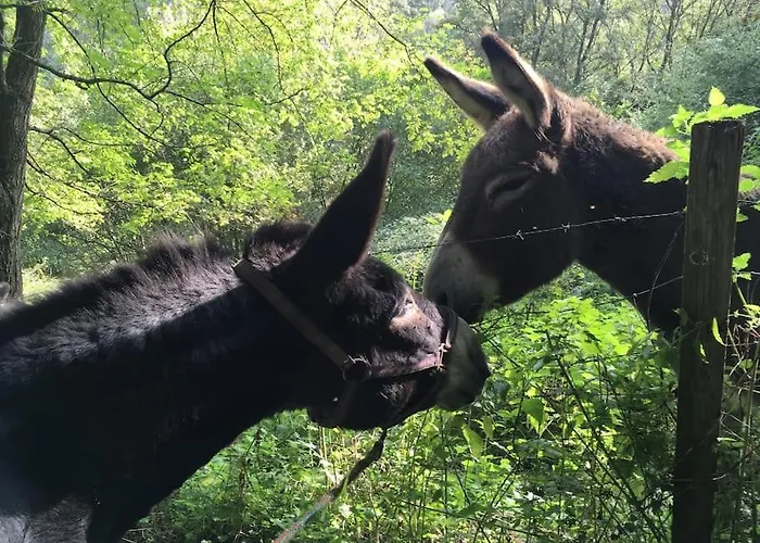 Le Gitanes De La Grotte Au Lion Casa vacanze *