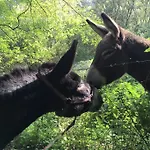 Le Gitanes De La Grotte Au Lion Feriehus *